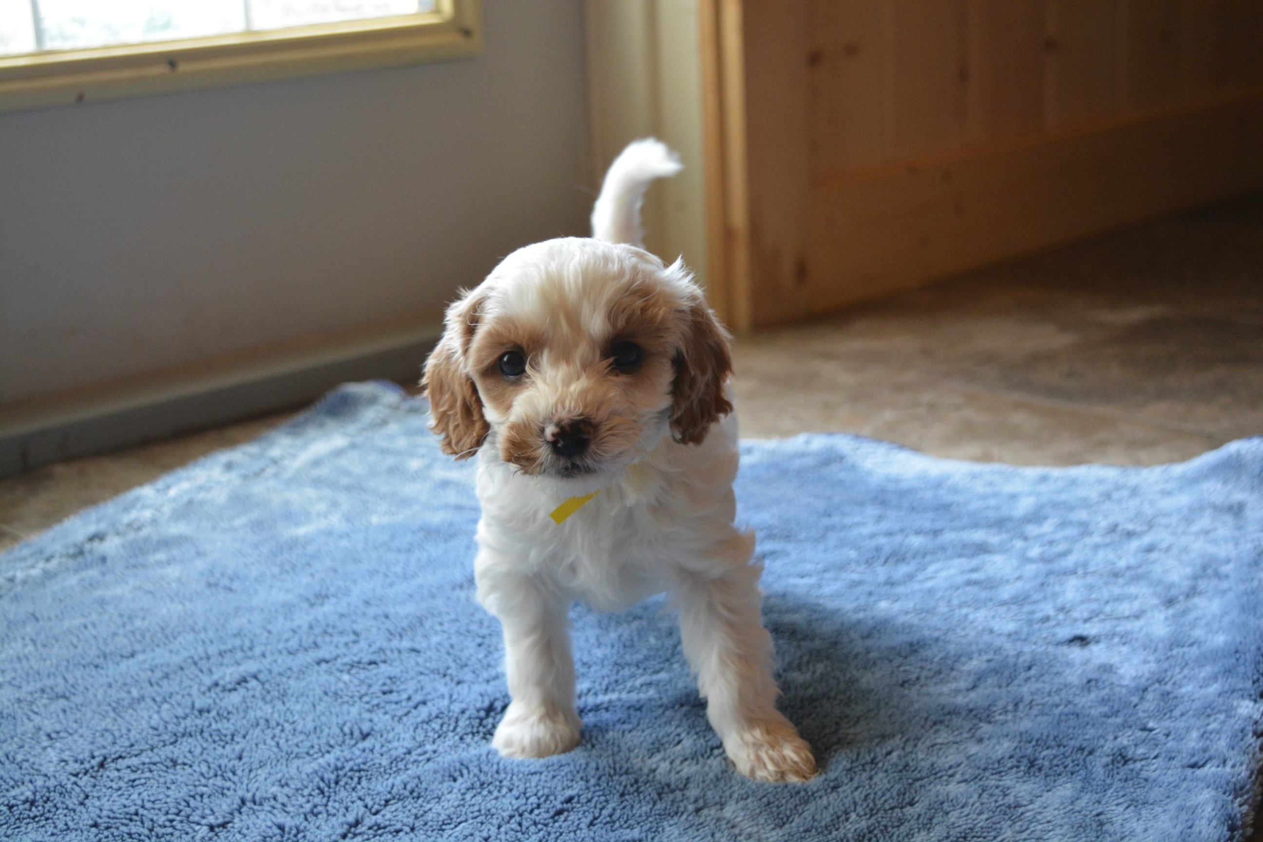 white and brown puppy wearing a yellow ribbon standing on a fluffy blue mat